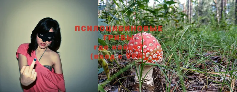 наркошоп  Гаджиево  Галлюциногенные грибы Psilocybe 